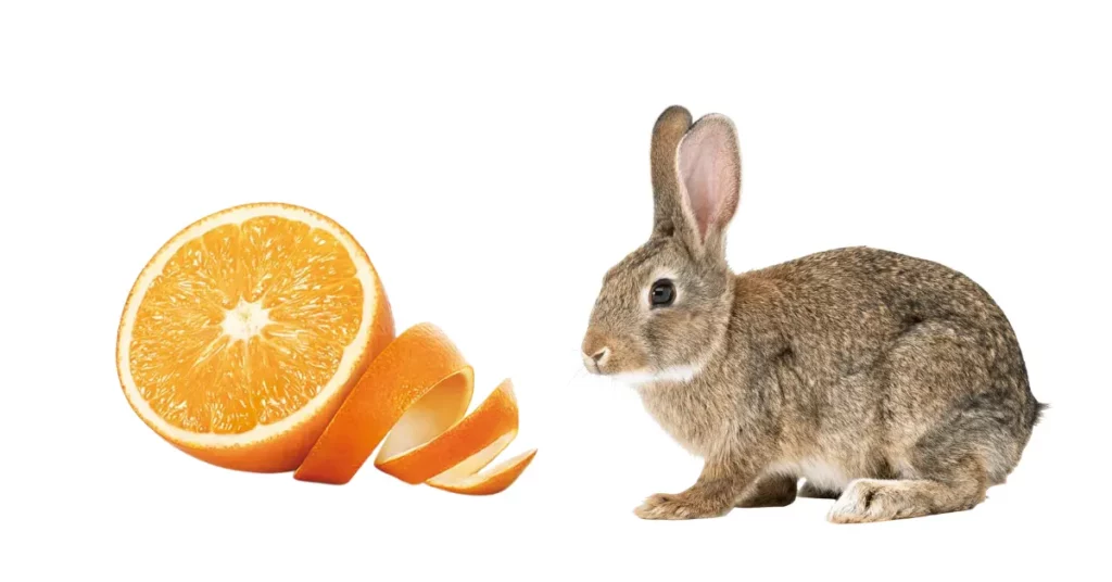 Can rabbits eat orange?